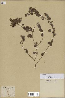 spécimen de Desmodium barbatum