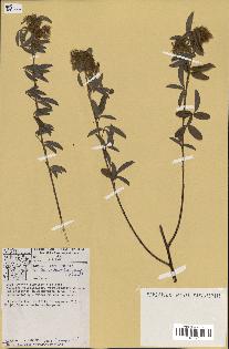 spécimen de Desmodium barbatum