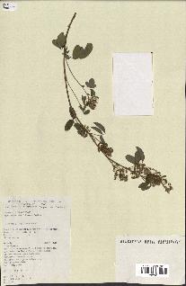 spécimen de Desmodium barbatum