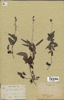 spécimen de Desmodium cinereum