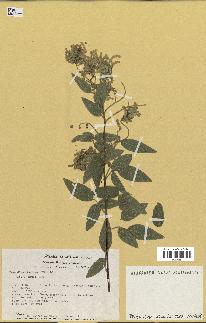 spécimen de Desmodium cinereum