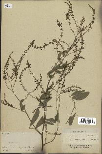 spécimen de Desmodium cinereum