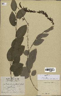 spécimen de Desmodium gangeticum