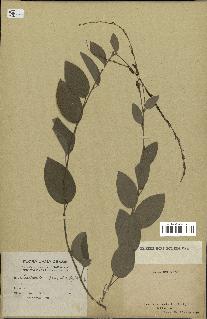 spécimen de Desmodium gangeticum