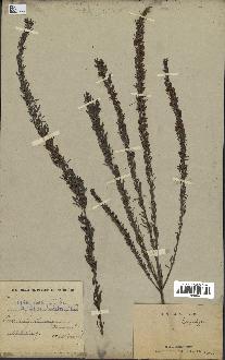 spécimen de Lespedeza juncea