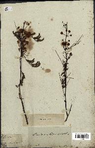 spécimen de Acacia arabica