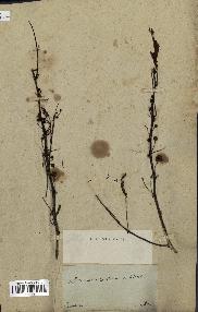 spécimen de Acacia arabica