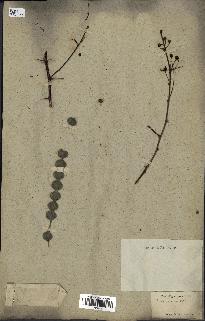 spécimen de Acacia arabica
