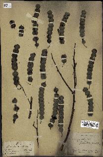spécimen de Acacia arabica