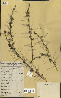 spécimen de Acacia tortilis