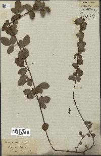 spécimen de Desmodium adscendens