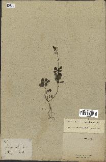 spécimen de Desmodium adscendens