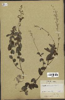 spécimen de Desmodium adscendens