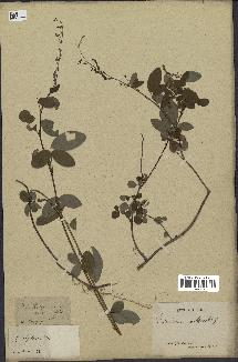 spécimen de Desmodium adscendens