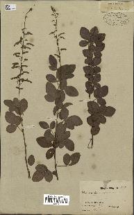 spécimen de Desmodium adscendens