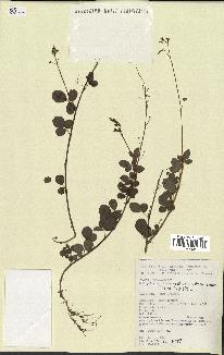 spécimen de Desmodium adscendens