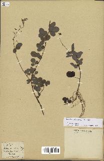 spécimen de Desmodium adscendens