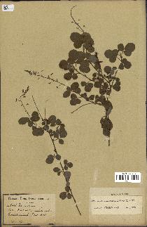 spécimen de Desmodium adscendens