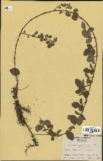 spécimen de Desmodium adscendens