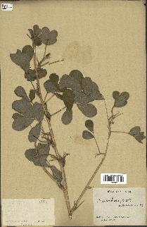 spécimen de Arachis hypogaea