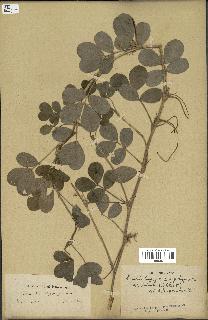 spécimen de Arachis hypogaea