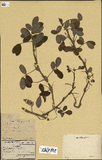 spécimen de Arachis hypogaea