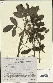 spécimen de Arachis hypogaea