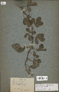 spécimen de Arachis hypogaea