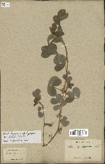 spécimen de Arachis hypogaea