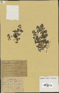 spécimen de Desmodium sp.