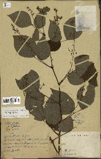 spécimen de Desmodium megaphyllum