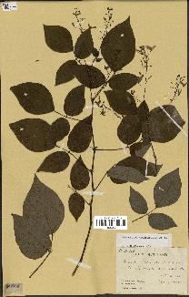 spécimen de Desmodium megaphyllum