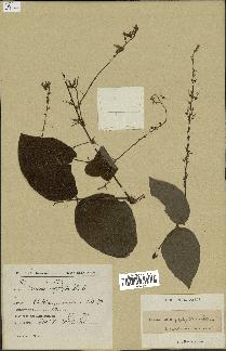 spécimen de Desmodium megaphyllum