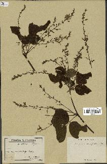 spécimen de Desmodium megaphyllum