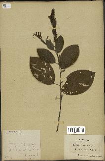 spécimen de Desmodium gangeticum
