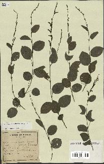 spécimen de Desmodium gangeticum