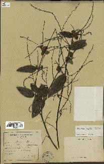 spécimen de Desmodium gangeticum