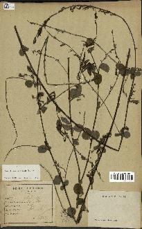 spécimen de Desmodium gangeticum