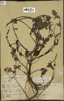 spécimen de Desmodium gangeticum