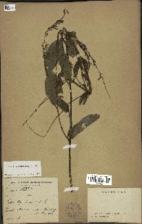 spécimen de Desmodium gangeticum