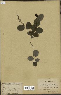 spécimen de Desmodium gangeticum