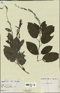 spécimen de Desmodium gangeticum