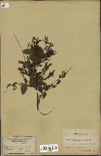 spécimen de Desmodium gangeticum