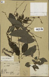 spécimen de Desmodium gangeticum