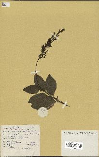 spécimen de Desmodium gangeticum