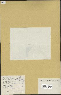 spécimen de Desmodium gangeticum