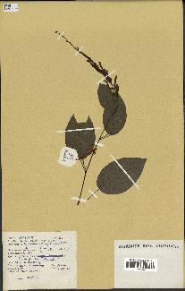 spécimen de Desmodium gangeticum