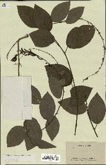 spécimen de Desmodium gangeticum