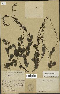 spécimen de Desmodium gangeticum