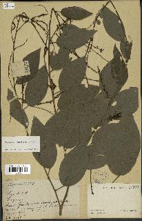 spécimen de Desmodium gangeticum